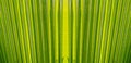Green palm leaves texture background Royalty Free Stock Photo