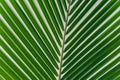 Green palm leaves texture background Royalty Free Stock Photo