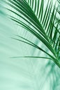 Green palm leaves and their shadow on a green wall. Tropical summer background