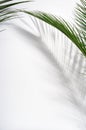 Green palm leaves and their shadow on a white wall. Tropical green summer background. Copy space