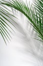 Green palm leaves and their shadow on a white wall. Tropical green summer background. Copy space