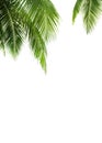 Green palm leaves white background isolated closeup, palm leaf corner border, palm branches frame, palm tree, tropical foliage Royalty Free Stock Photo