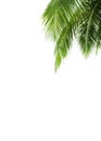 Green palm leaves white background isolated closeup, palm leaf corner border, palm branches frame, palm tree, tropical foliage Royalty Free Stock Photo