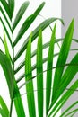 Green palm leaves on white background with selective focus. Beauty in nature vertical art backdrop. Indoor