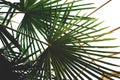 Green palm leaves in the winter garden in the house