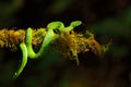 Green Palm-Pitviper, Bothriechis lateralis, danger poison snake in the nature habitat, TapantÃÂ­ NP, Costa Rica. Venomous green