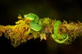Green Palm-Pitviper, Bothriechis lateralis, danger poison snake in the nature habitat, TapantÃÂ­ NP, Costa Rica. Venomous green