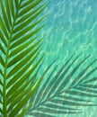 Green Palm Shadow on Pool