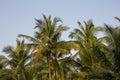 A green palm tops with coconuts against a clear blue sky