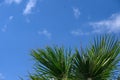 green palm tree against blue sky 1 Royalty Free Stock Photo