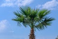 green palm tree against blue sky 2 Royalty Free Stock Photo