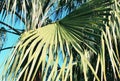 Green palm tree against blue sky Royalty Free Stock Photo