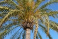 Green palm tree against blue sky Royalty Free Stock Photo