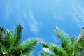 Green palm tree against blue sky Royalty Free Stock Photo