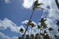 A green palm tree against a blue sky with white clouds. Royalty Free Stock Photo