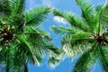 Green palm tree against blue sky Royalty Free Stock Photo