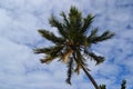 Green palm tree against a blue sky with white clouds.. Royalty Free Stock Photo