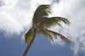 A green palm tree against a blue sky with white clouds. Royalty Free Stock Photo