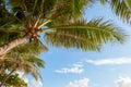 Green palm tree against blue sky and white clouds Royalty Free Stock Photo