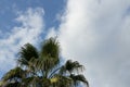 green palm tree against a blue sky with white clouds Royalty Free Stock Photo