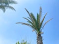 Green palm tree against blue sky and white clouds. Tropical nature background Royalty Free Stock Photo