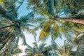 Green palm tree against blue sky and white clouds. Tropical nature background Royalty Free Stock Photo