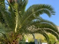 Green palm tree against blue sky and white clouds. Tropical nature background Royalty Free Stock Photo