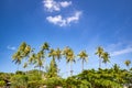 Green palm tree against the clear blue sky with white clouds. There is copy space for texts Royalty Free Stock Photo