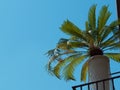 Green palm tree on the balcony. Italy Vicenza