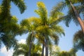 Green palm tree on blue sky background Royalty Free Stock Photo