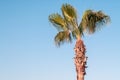 Green palm tree on blue sky background Royalty Free Stock Photo