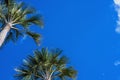 Green palm tree on blue sky background. Tropical vacation banner template with text place Royalty Free Stock Photo