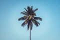 Green palm tree on blue sky background