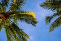 Green palm tree branch on blue sky background. Beautiful tropical nature photo. Fluffy palm leaf on wind Royalty Free Stock Photo