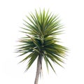 Green palm tree branch Royalty Free Stock Photo