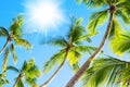 Green palm tree branches blue sky background, bright shiny sun rays, palm leaves, summer holidays, tropical island vacation travel Royalty Free Stock Photo