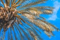 Green palm tree close up against blue sky in Mallorca, Spain Royalty Free Stock Photo