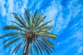 Green palm tree close up against blue sky in Mallorca, Spain Royalty Free Stock Photo
