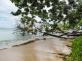 Green palm tree on the coast of la miel panama