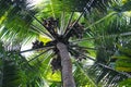 Green palm tree with coconuts. Coco palm top view from ground. Royalty Free Stock Photo