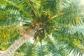 Green palm tree with coconuts. Coco palm top view from ground. Royalty Free Stock Photo