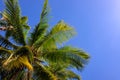 Green palm tree crown on sunny blue sky background. Tropical island nature. Coco palm tree landscape Royalty Free Stock Photo