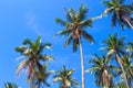 Green palm tree crowns on blue sky background. Coco palm forest photo. Royalty Free Stock Photo