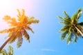 Green palm tree crowns on blue sky background. Coco palm toned photo. Royalty Free Stock Photo