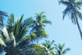 Green palm tree crowns on blue sky background. Coco palm vibrant toned photo Royalty Free Stock Photo