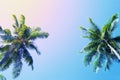 Green palm tree crowns on blue sky background. Coco palm vintage toned photo. Royalty Free Stock Photo