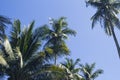 Green palm tree crowns on blue sky background. Natural coco palm photo. Royalty Free Stock Photo