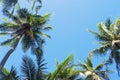Green palm tree crowns on blue sky background. Vibrant coco palm photo Royalty Free Stock Photo