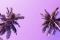 Green palm tree crowns on violet sky background. Coco palm pink toned photo.