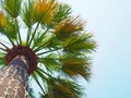 Green palm tree with garlands on the trunk against a blue clear sky. Bottom view Royalty Free Stock Photo
